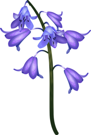800+ Free Bluebell & Nature Images - Pixabay